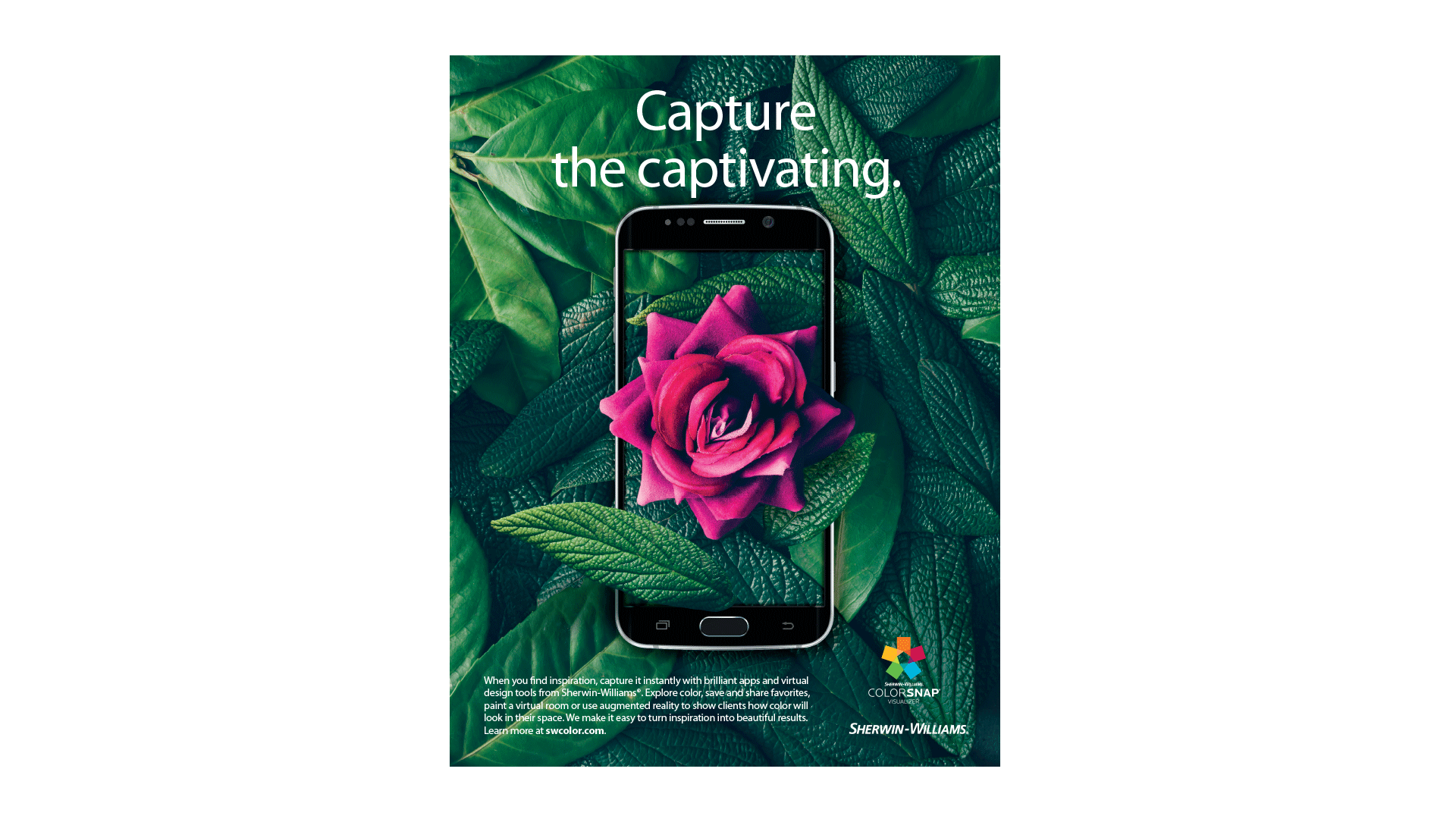 pink rose coming out of phone